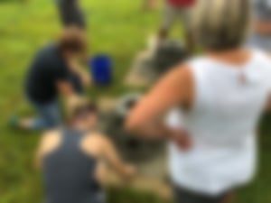 oyster reef ball build